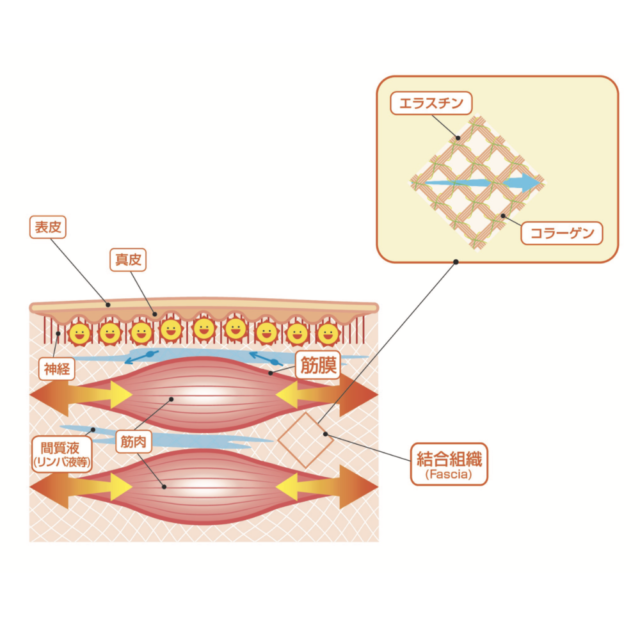 正常な筋膜